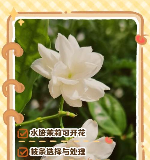 末利花的正确养护方式是什么？
