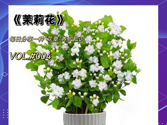 末利花的正确养护方式是什么？