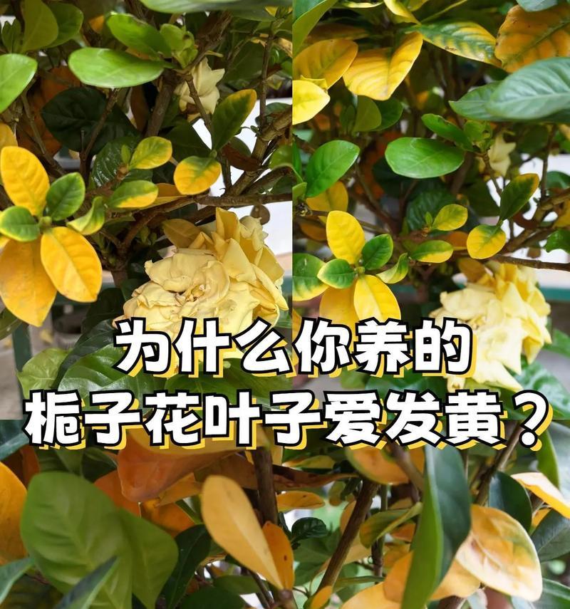 植子花的养护方法和常见问题？