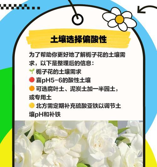 植子花的养护方法和常见问题？