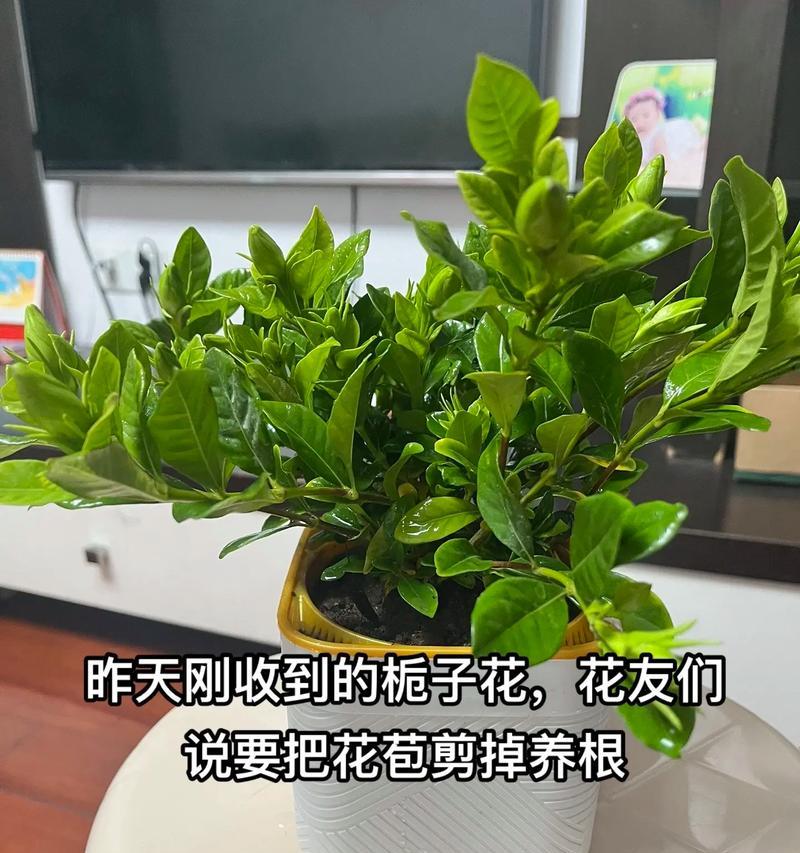 植子花的养护方法和常见问题？