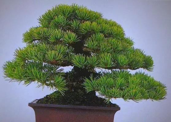 松盆景的养护技巧和管理方法是什么？