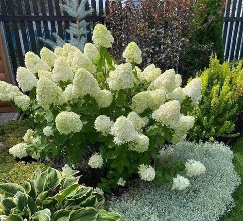耐寒花卉有哪些？冬季室外种植的花卉推荐？