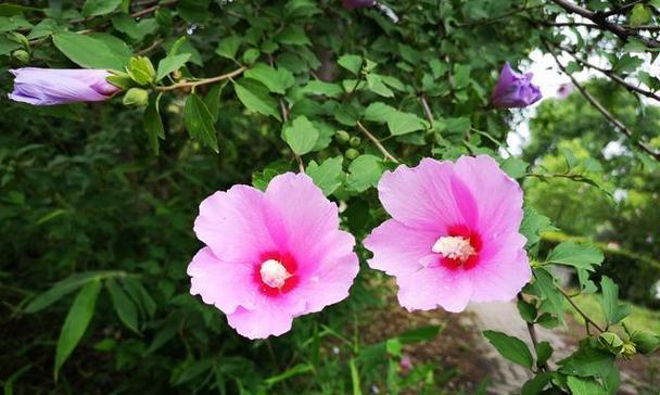 耐寒花卉有哪些？冬季室外种植的花卉推荐？