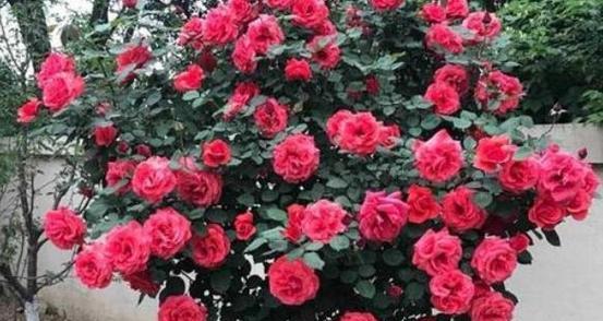 月季什么时候开？月季花的花期和种植管理技巧是什么？