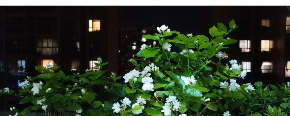 黄桷兰修剪的正确时机和方法是什么？