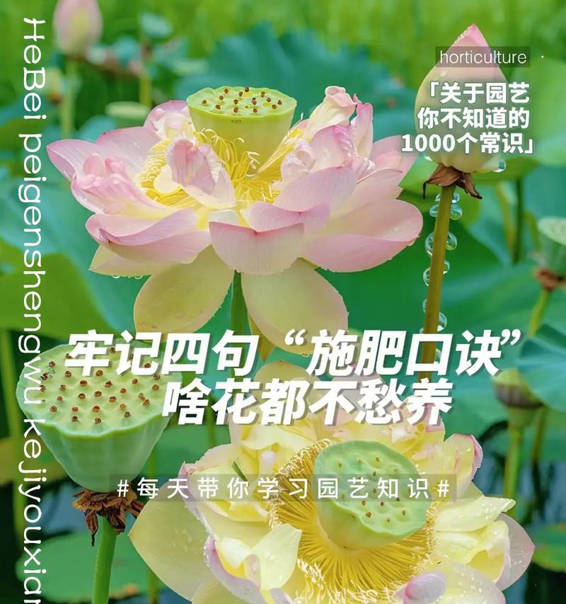 花怎么施肥？花卉施肥的正确步骤和注意事项是什么？
