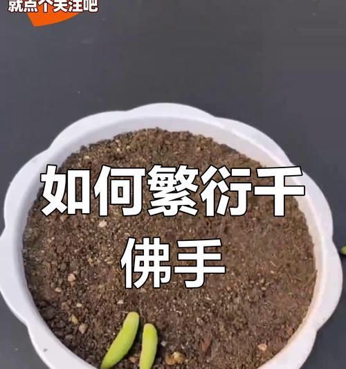 佛手花繁殖技巧是什么？