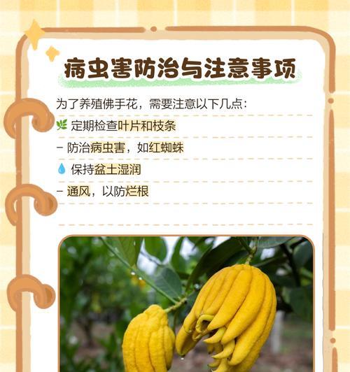 佛手花繁殖技巧是什么？