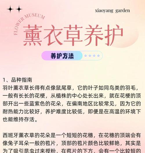 薰衣草品种介绍中哪些是适合初学者的？