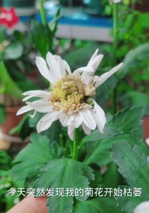 植物长虫怎么办？如何有效防治植物害虫？