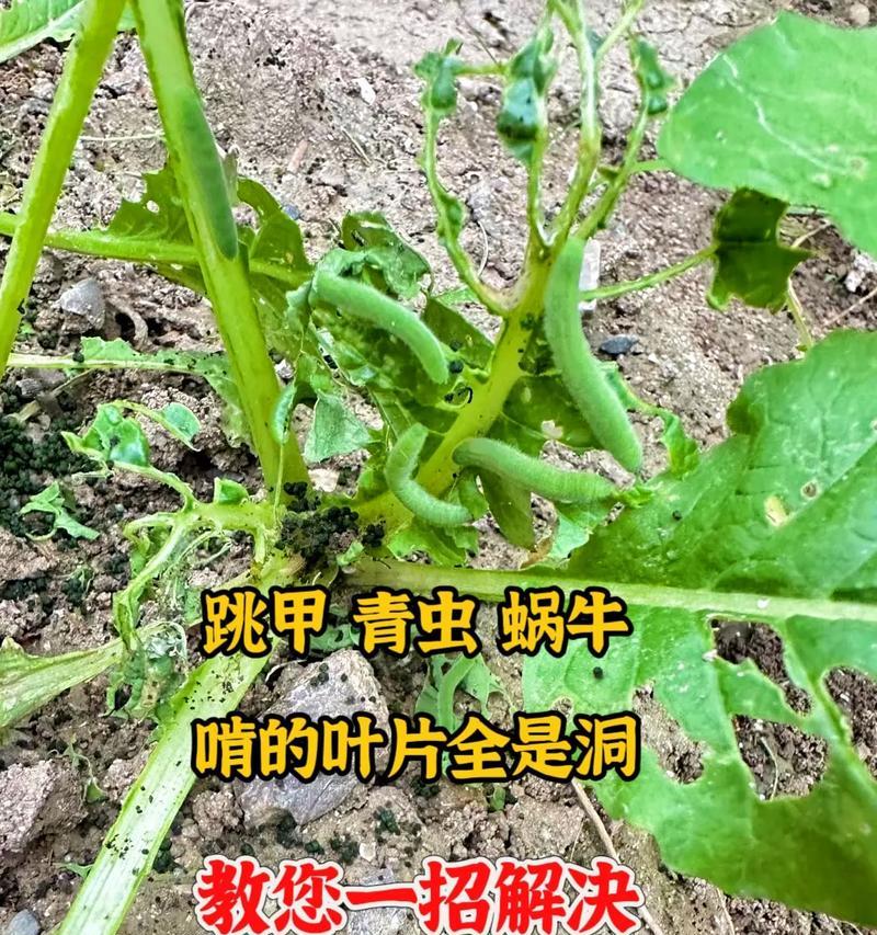 植物长虫怎么办？如何有效防治植物害虫？