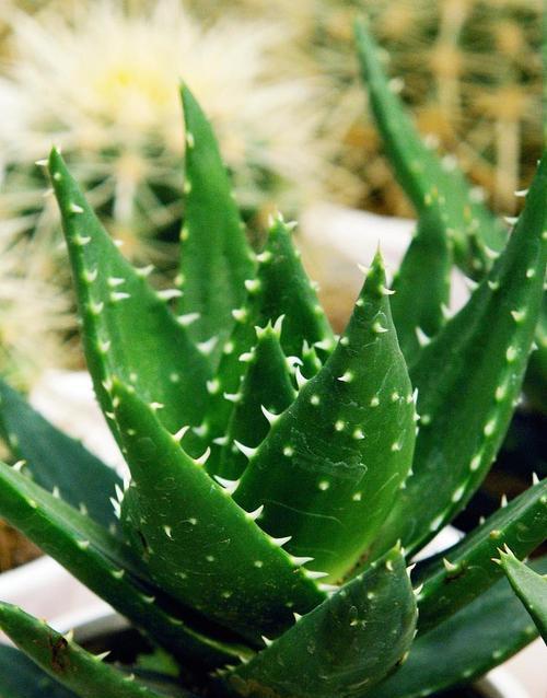 芦荟的植物学分类是什么？