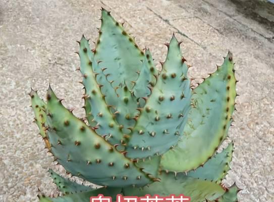 芦荟的植物学分类是什么？