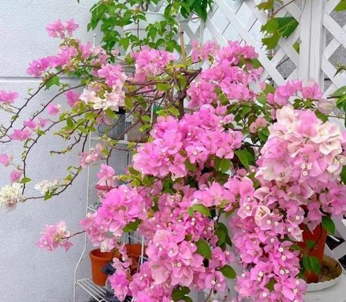 哪种花最容易种植？新手入门花卉推荐有哪些？