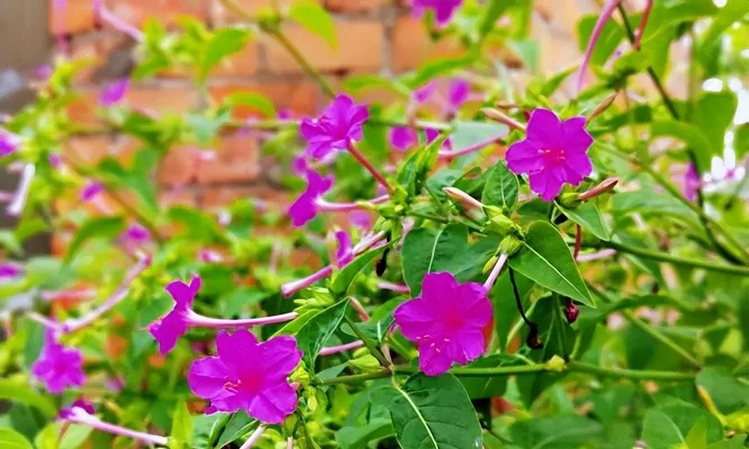 哪种花最容易种植？新手入门花卉推荐有哪些？