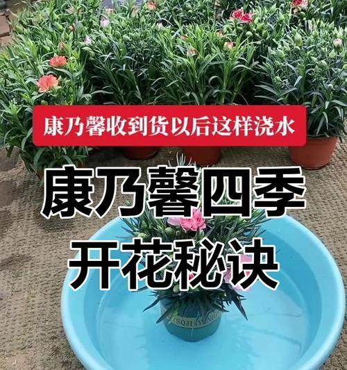 康乃磬花的养殖技巧有哪些？