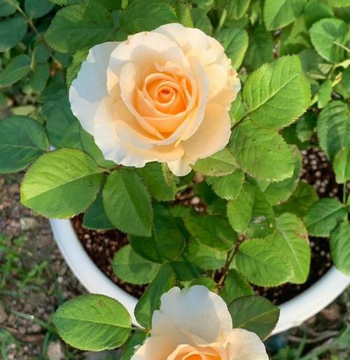玫瑰花怎么养活？玫瑰花的养殖方法是什么？
