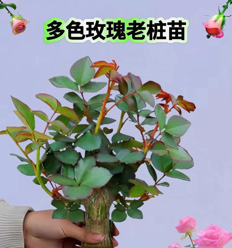 玫瑰花怎么养活？玫瑰花的养殖方法是什么？