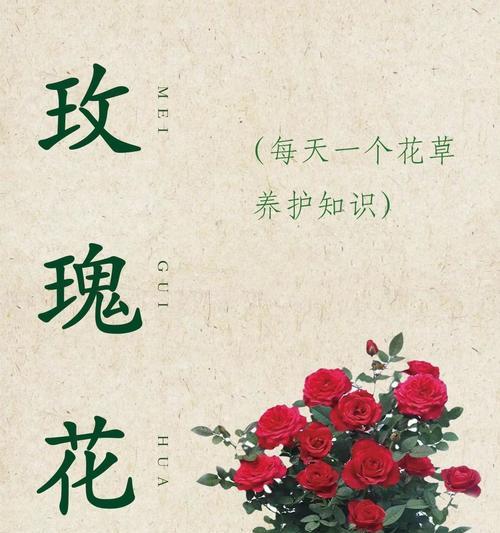 玫瑰花怎么养活？玫瑰花的养殖方法是什么？
