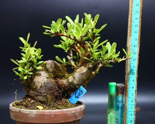 火棘品种众多，如何挑选适合的火棘品种？