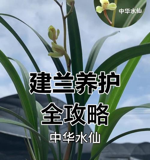 建兰品种有哪些？如何养护建兰品种？