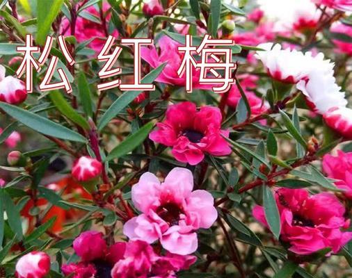 红梅品种有哪些独特之处？如何进行红梅的种植与养护？