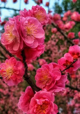 红梅品种有哪些独特之处？如何进行红梅的种植与养护？