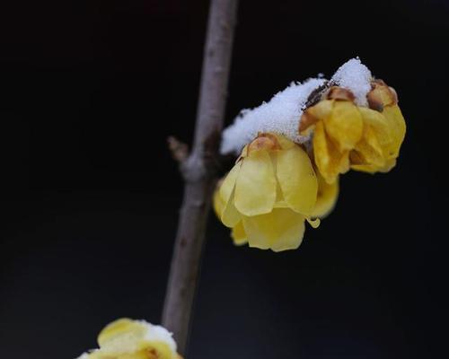 红梅品种有哪些独特之处？如何进行红梅的种植与养护？