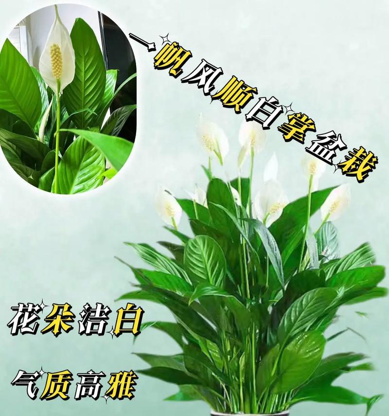 水养红掌不开花怎么办？