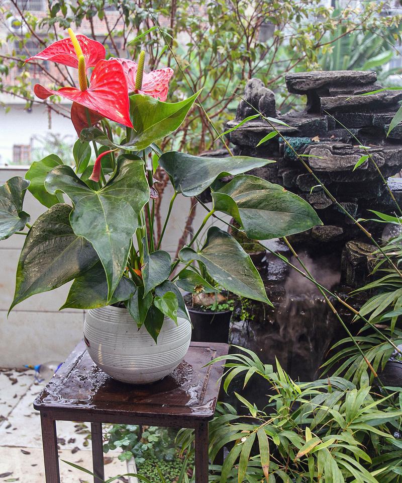 水养红掌不开花怎么办？