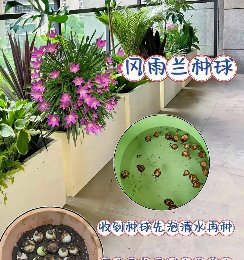 风雨兰冬季养殖技巧有哪些？如何在冬天养好风雨兰？