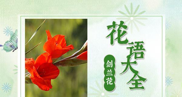 剑兰花的品种如何分类？不同品种的花语是什么？