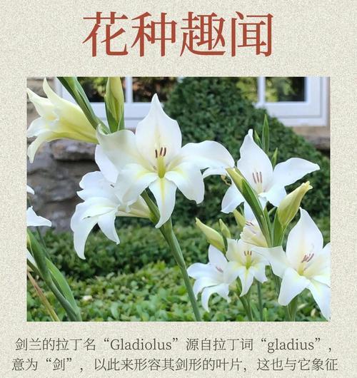 剑兰花的品种如何分类？不同品种的花语是什么？