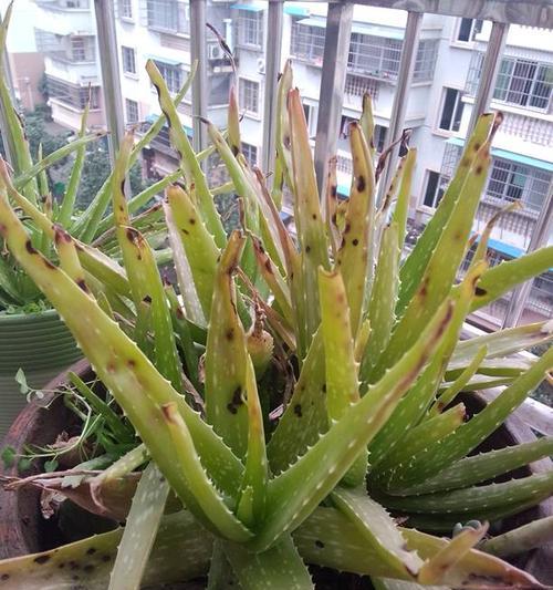 如何养肥芦荟？有哪些有效方法？