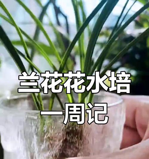 水培兰花的养护技巧是什么？怎样确保其根系健康？