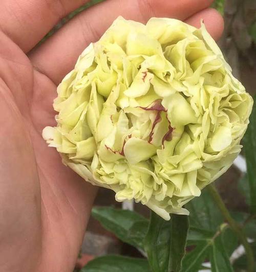 牡丹花分株步骤和注意事项是什么？