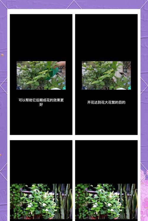 法国茉莉的养殖技巧和注意事项？