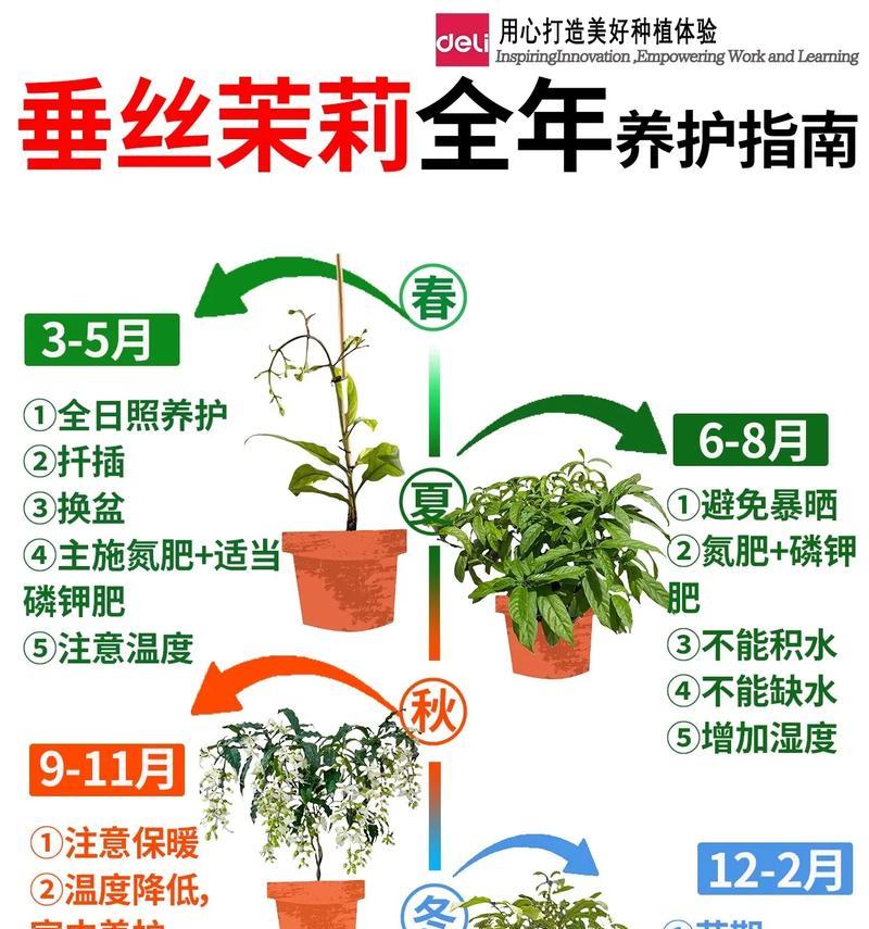 法国茉莉的养殖技巧和注意事项？