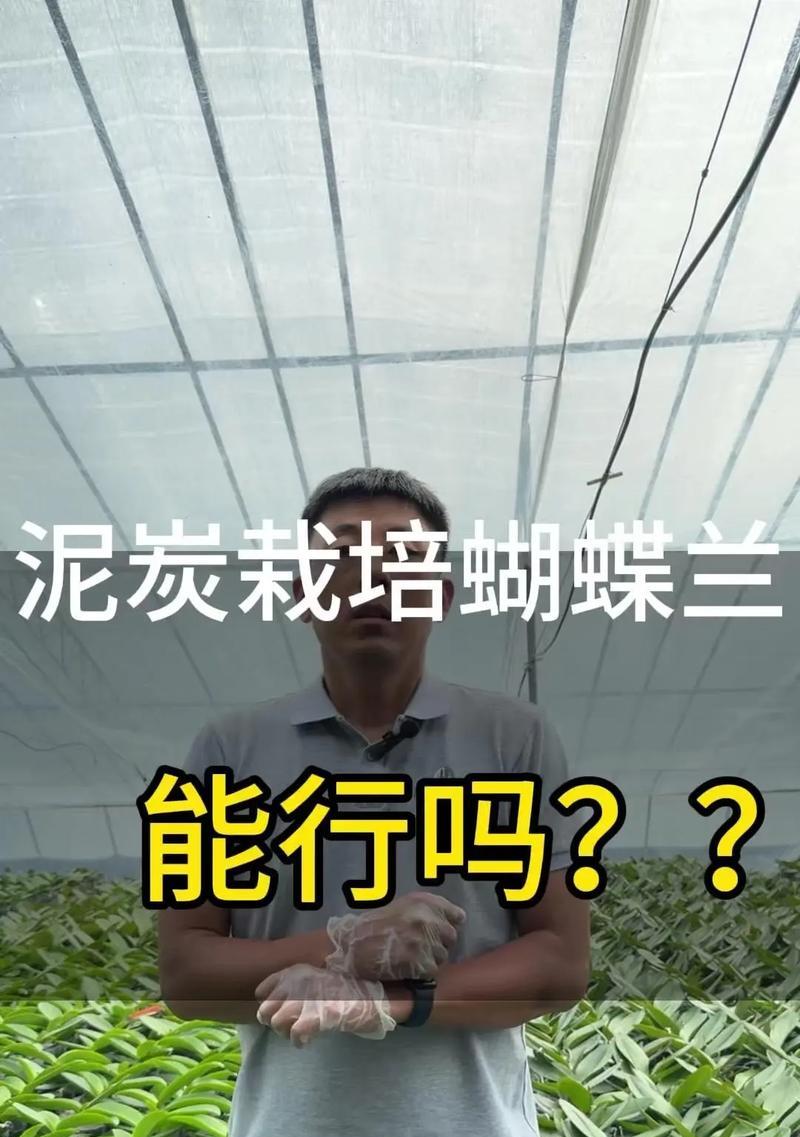 木炭对蝴蝶兰的养殖有何帮助？如何应用木炭？
