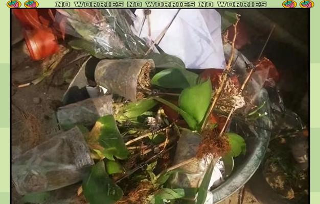 木炭对蝴蝶兰的养殖有何帮助？如何应用木炭？