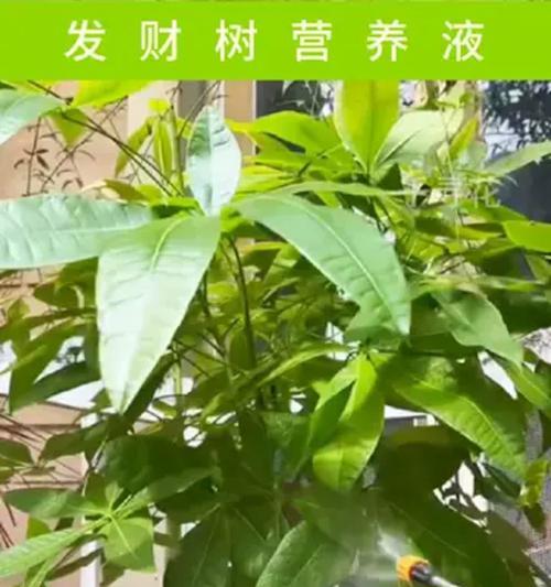 冬季发财树的养护要点是什么？如何避免冻害？