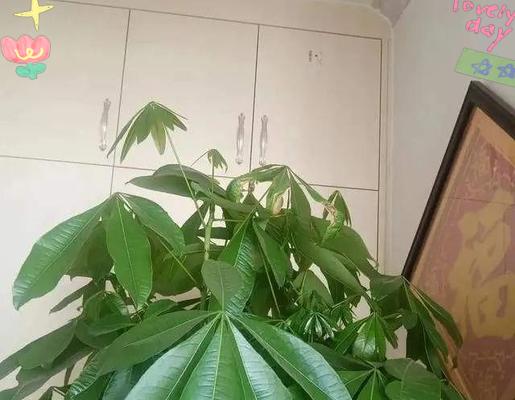 冬季发财树的养护要点是什么？如何避免冻害？