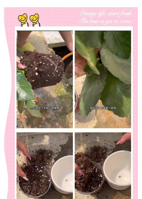 植物换盆的最佳季节是什么时候？换盆时应注意什么？