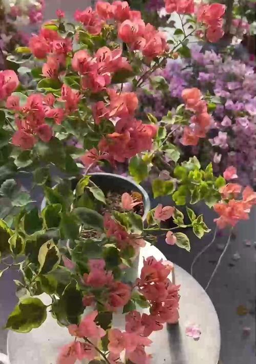 植物换盆的最佳季节是什么时候？换盆时应注意什么？