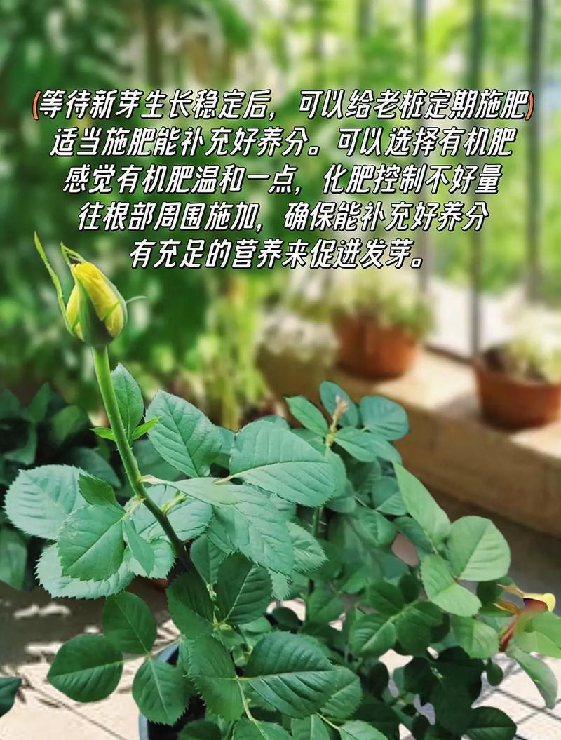 玫瑰花盆栽的养殖技巧有哪些？
