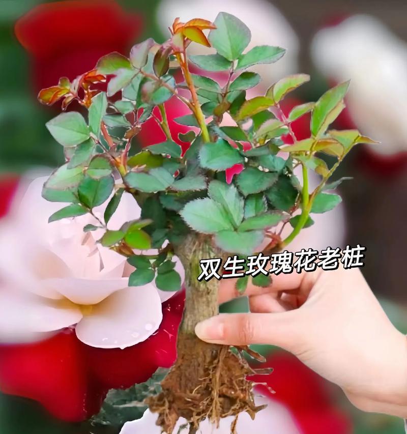 玫瑰花盆栽的养殖技巧有哪些？