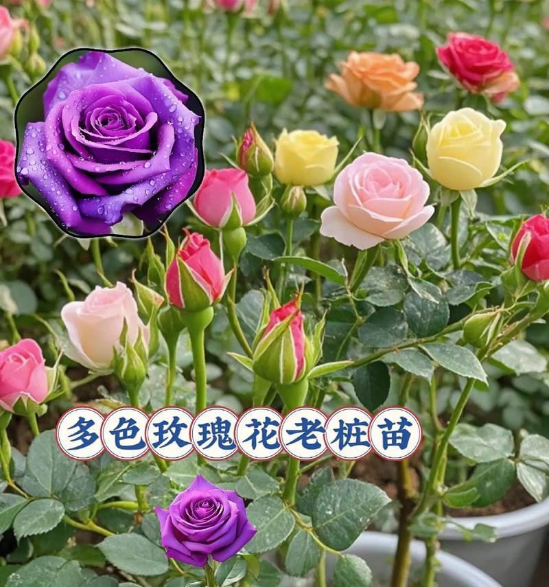 玫瑰花盆栽的养殖技巧有哪些？