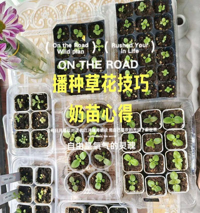 大岩桐水插繁殖的方法是什么？