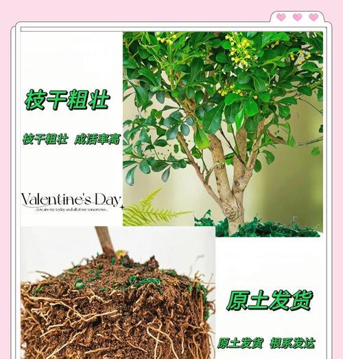 米兰的栽培技巧有哪些？